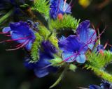 Echium vulgare