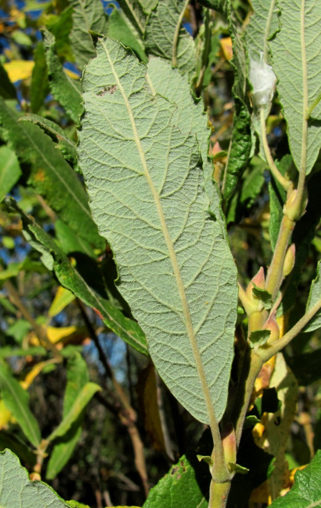 Image of Salix × puberula specimen.