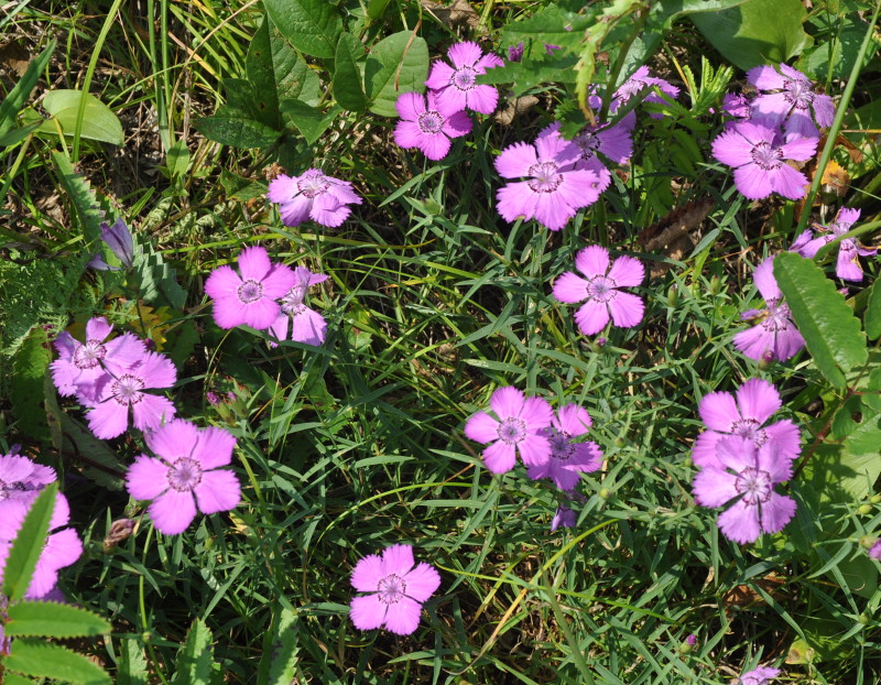 Image of Dianthus chinensis specimen.