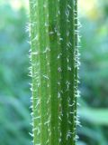 Image of taxon representative. Author is Сергей Одинец
