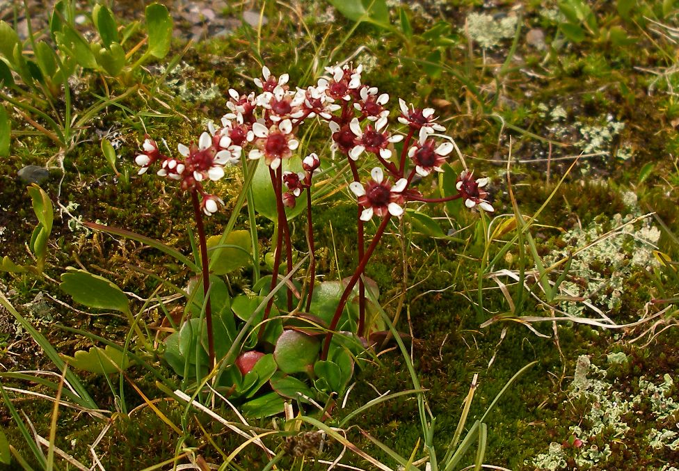 Изображение особи Micranthes melaleuca.