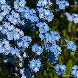 Myosotis asiatica