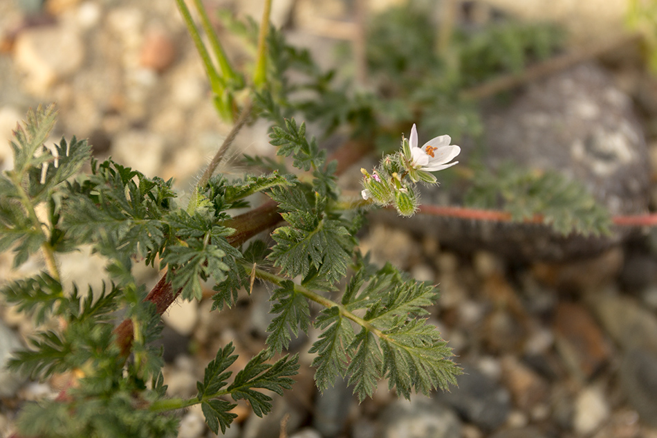 Изображение особи Erodium cicutarium.