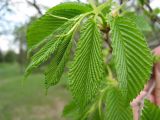 Ulmus japonica