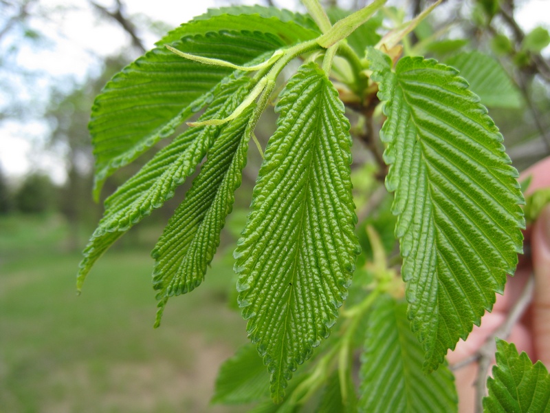 Image of Ulmus japonica specimen.