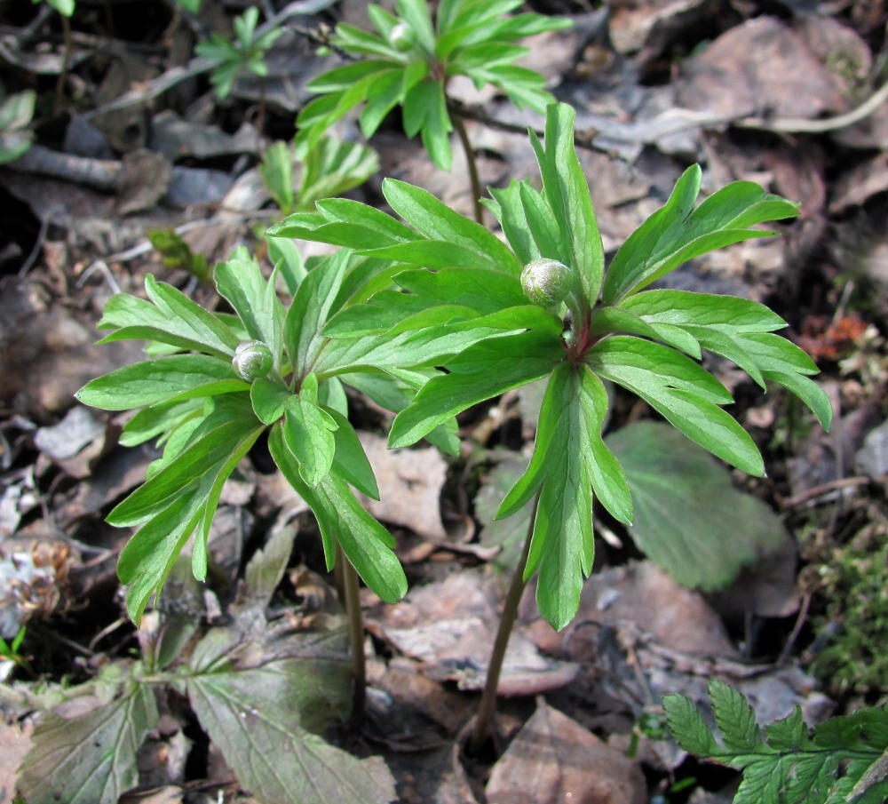 Image of Anemone ranunculoides specimen.