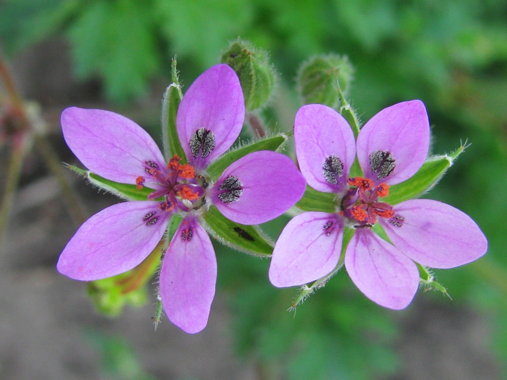 Изображение особи Erodium cicutarium.
