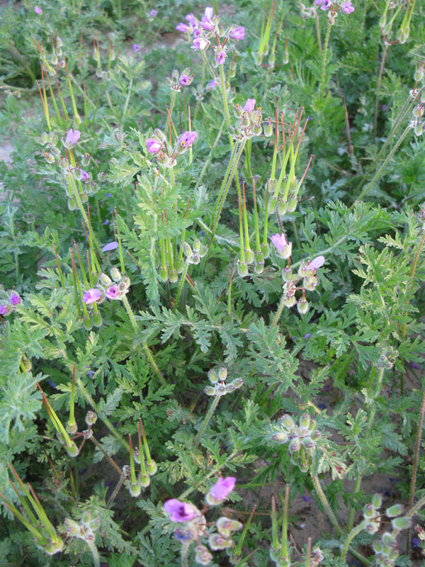 Image of Erodium moschatum specimen.