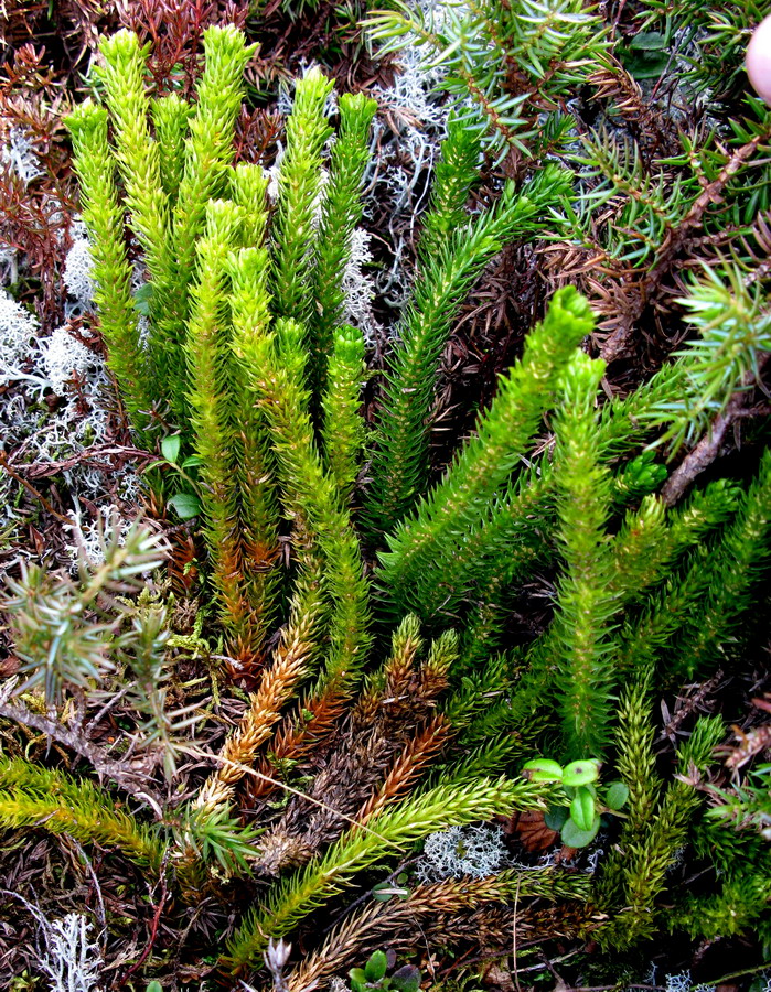 Image of Huperzia appressa specimen.