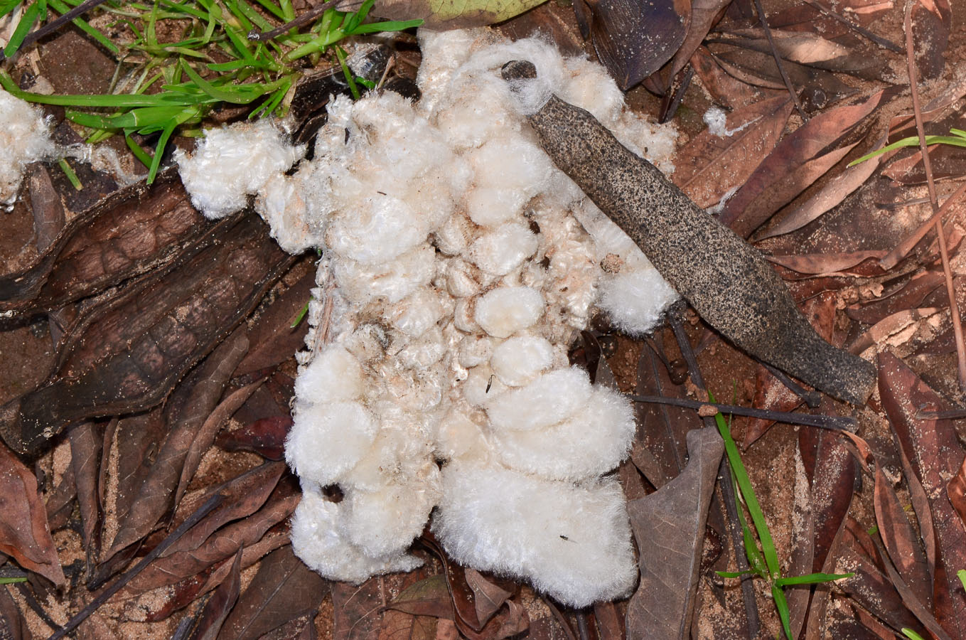 Image of Ceiba pentandra specimen.