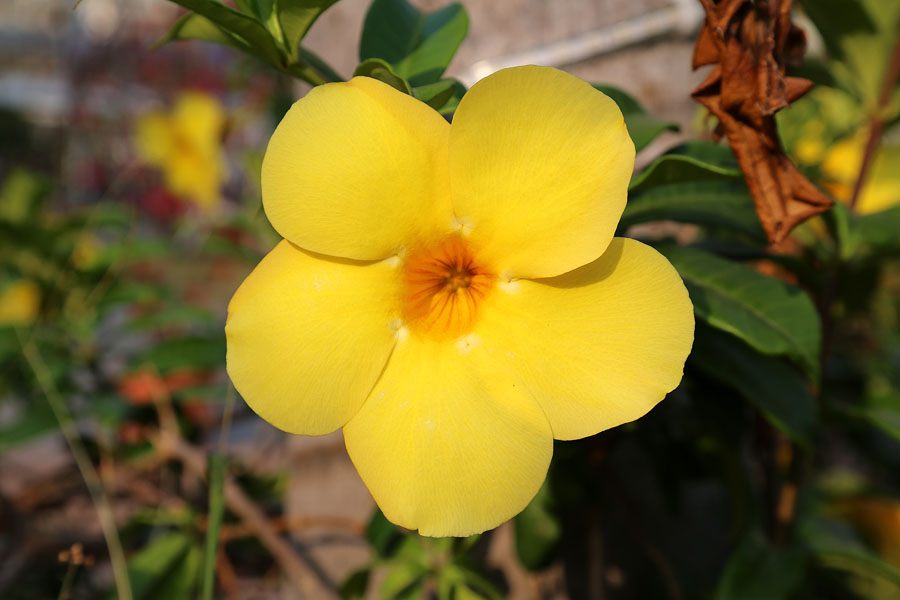 Изображение особи род Allamanda.