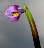 Erythronium sibiricum