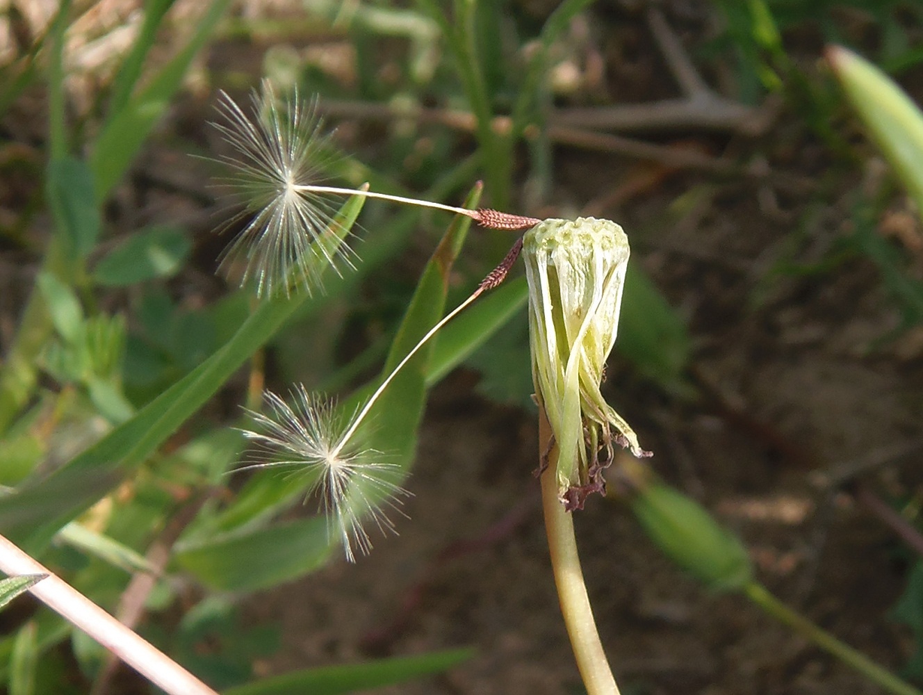 Изображение особи род Taraxacum.
