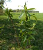 Salix &times; meyeriana