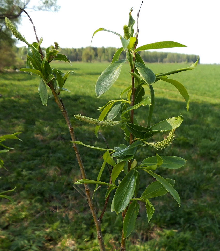 Изображение особи Salix &times; meyeriana.