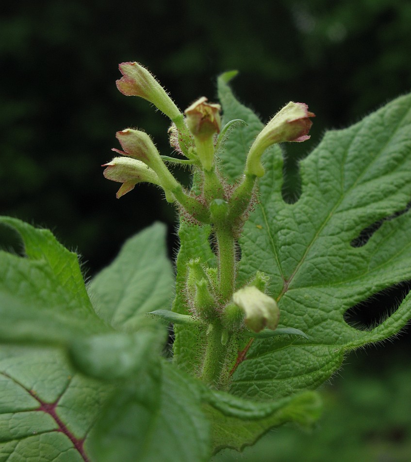 Изображение особи Triosteum pinnatifidum.