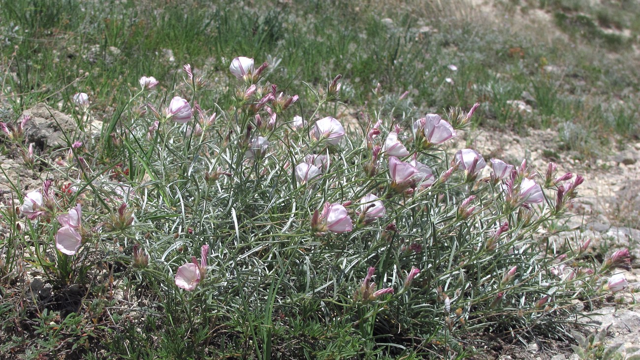 Image of Convolvulus sericocephalus specimen.