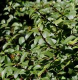 Osmanthus &times; burkwoodii