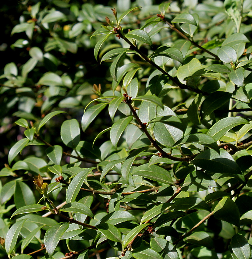 Image of Osmanthus × burkwoodii specimen.