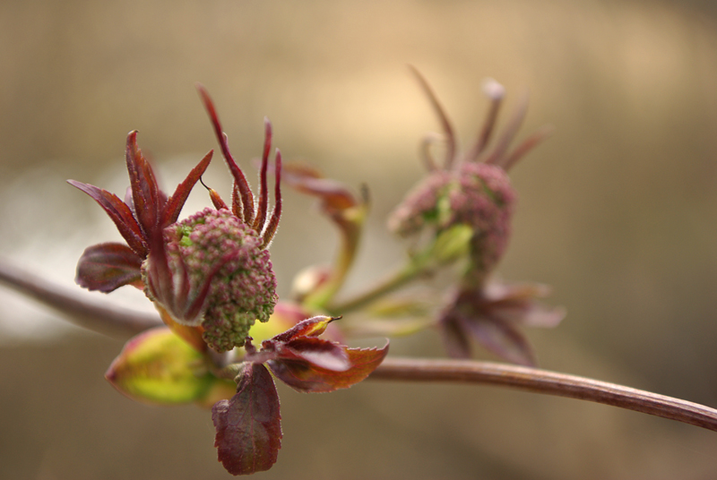 Image of Sambucus sibirica specimen.