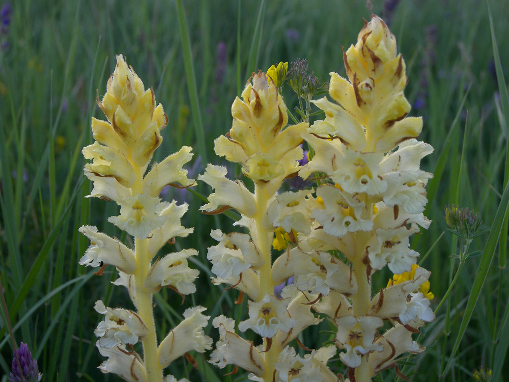 Image of Orobanche alba specimen.