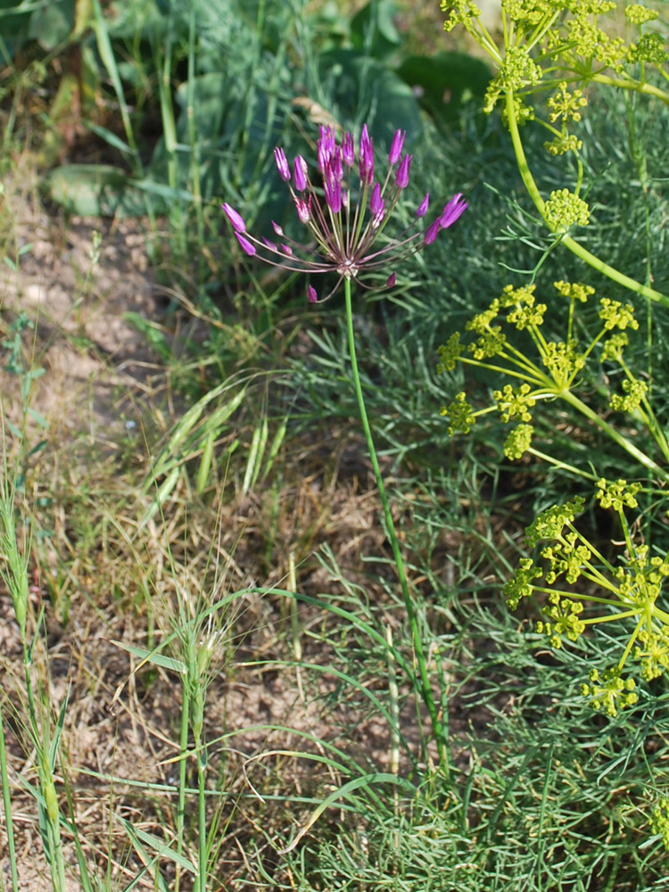 Изображение особи Allium longiradiatum.