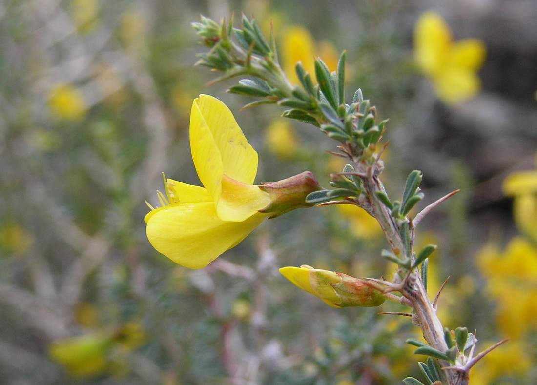 Image of Caragana pumila specimen.