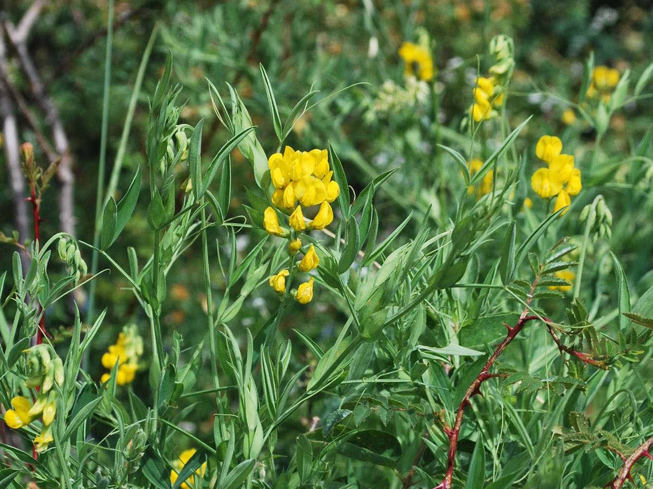 Изображение особи Lathyrus pratensis.