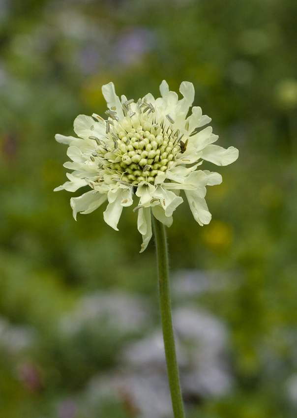 Изображение особи Cephalaria gigantea.