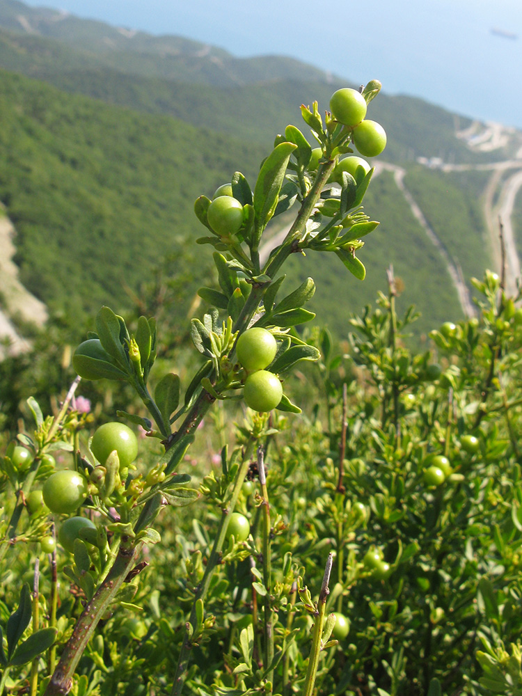 Image of Jasminum fruticans specimen.