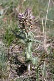 Pedicularis olgae. Цветущее растение. Южный Казахстан, Таласский Алатау, зап. Аксу-Джабаглы, склон на подъёме от ущ. Жетымсай. 12.04.2013.