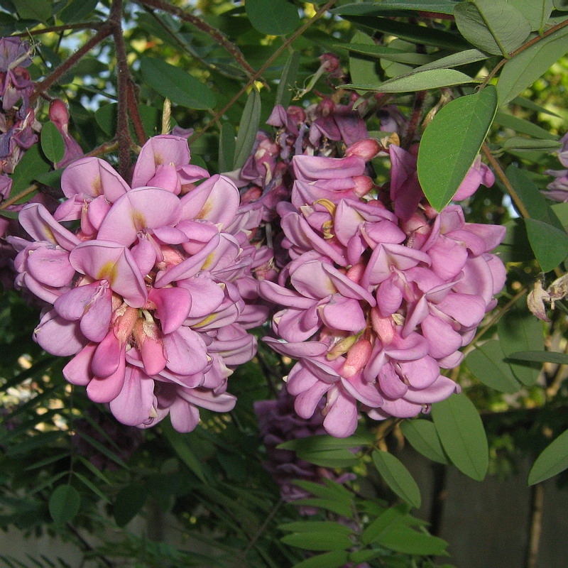 Image of Robinia viscosa specimen.