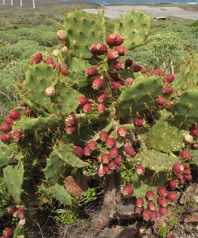 Image of Opuntia dillenii specimen.