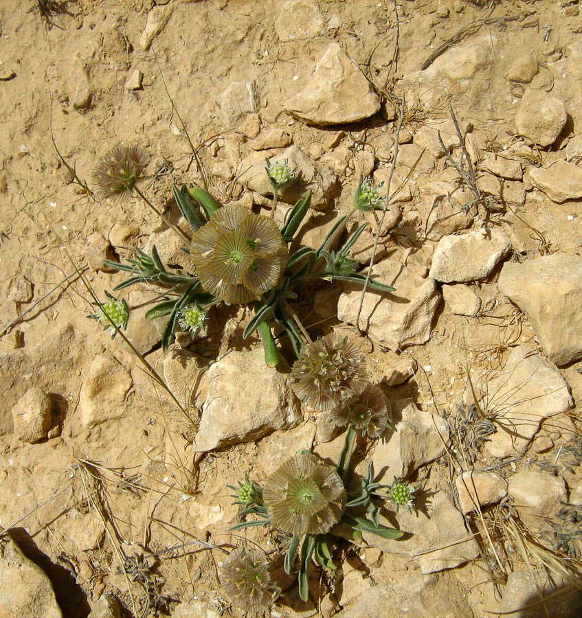 Изображение особи Lomelosia porphyroneura.