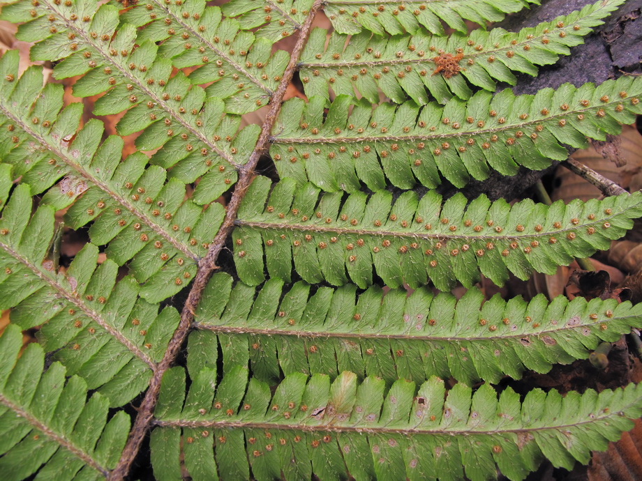 Image of Dryopteris crassirhizoma specimen.