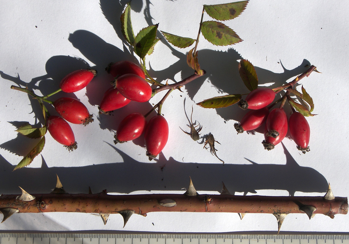 Image of Rosa canina specimen.