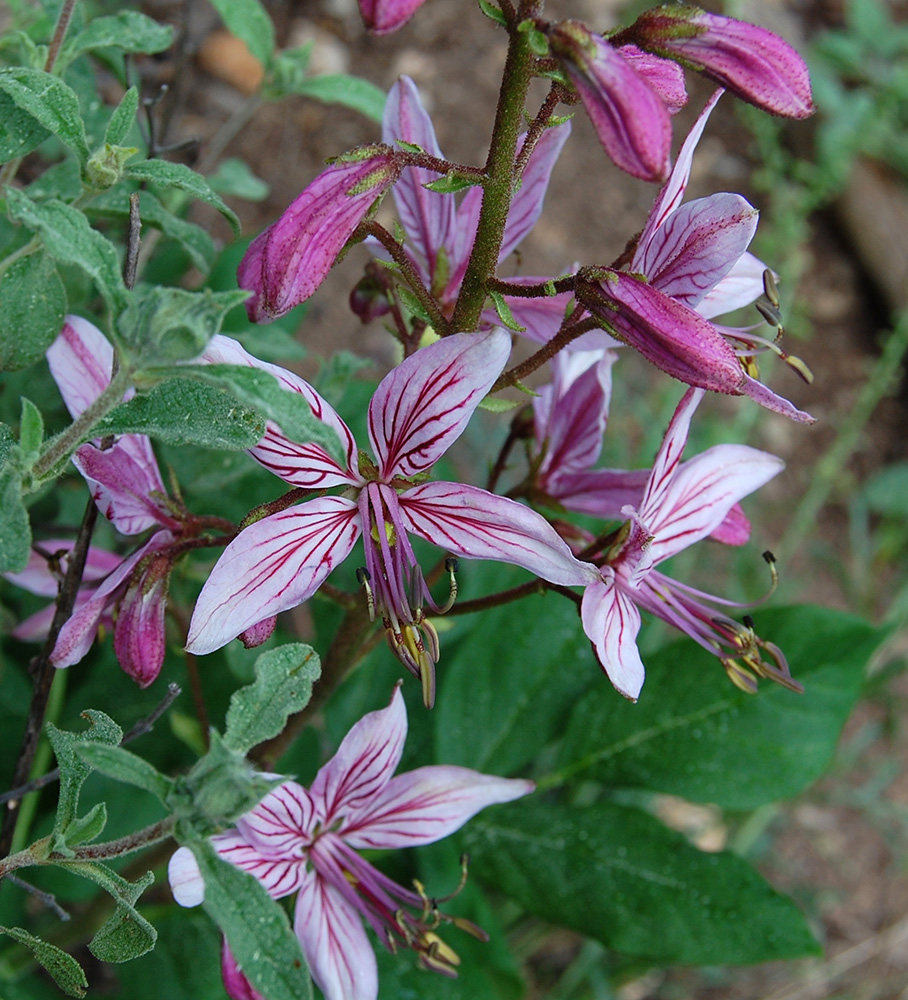 Изображение особи Dictamnus gymnostylis.