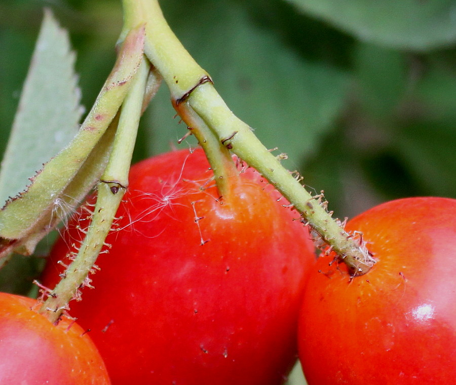 Image of Rosa villosa specimen.