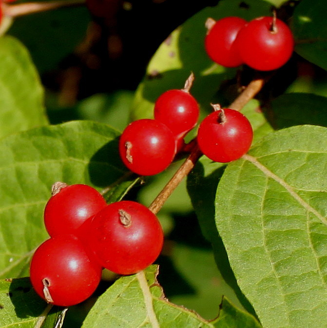 Image of genus Lonicera specimen.