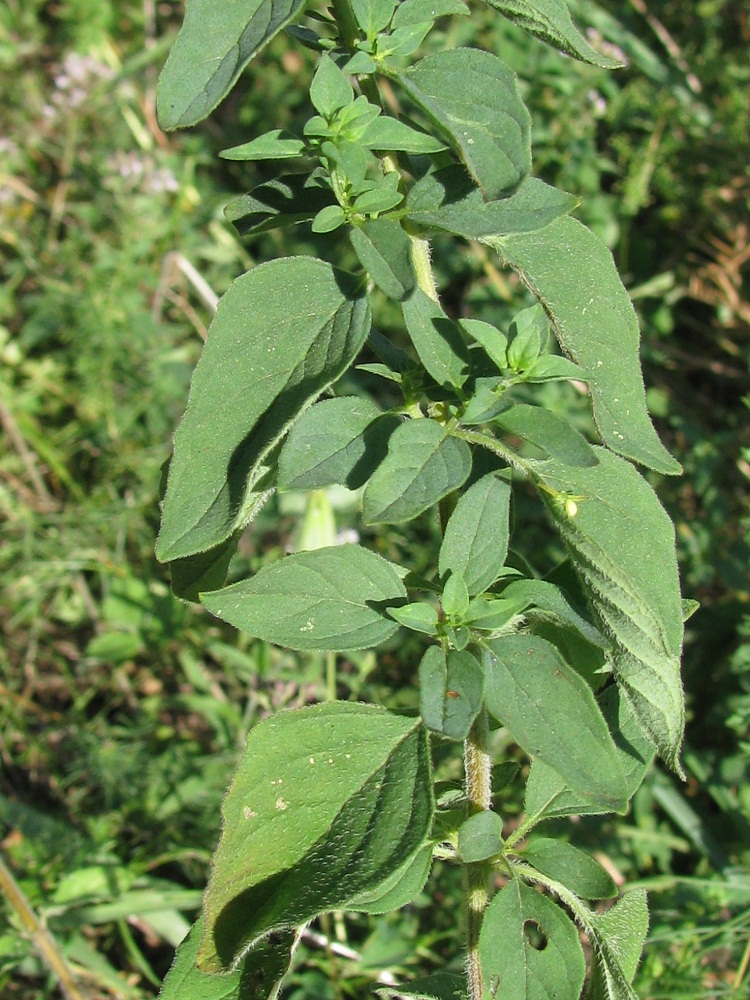 Image of Origanum vulgare specimen.