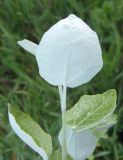 Populus alba