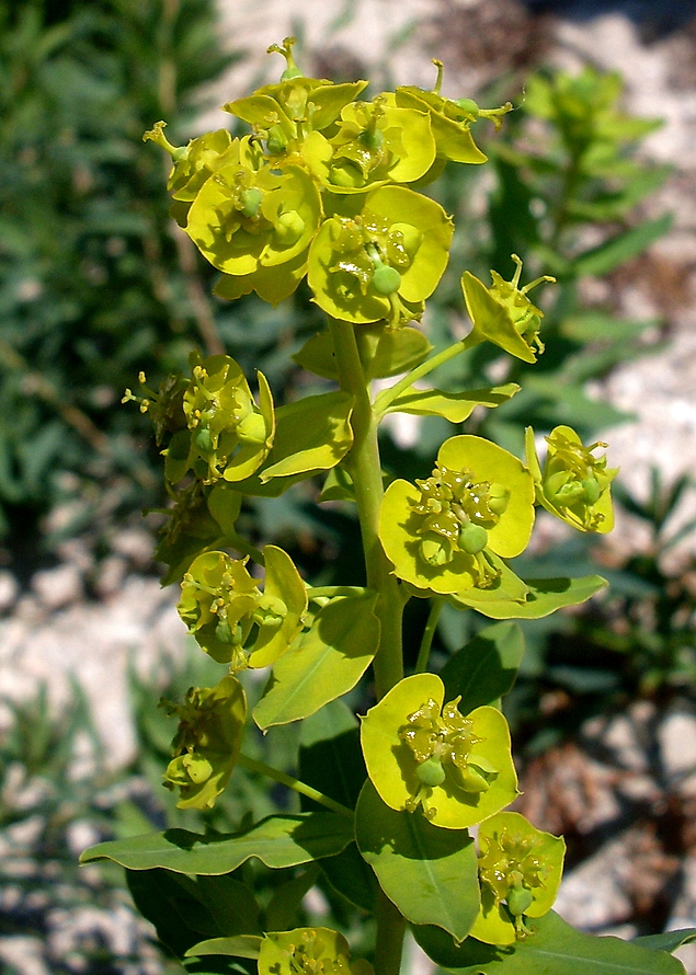 Изображение особи Euphorbia iberica.