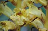 Image of taxon representative. Author is Владимир Нейморовец