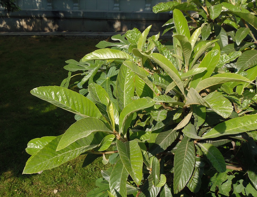 Image of Eriobotrya japonica specimen.