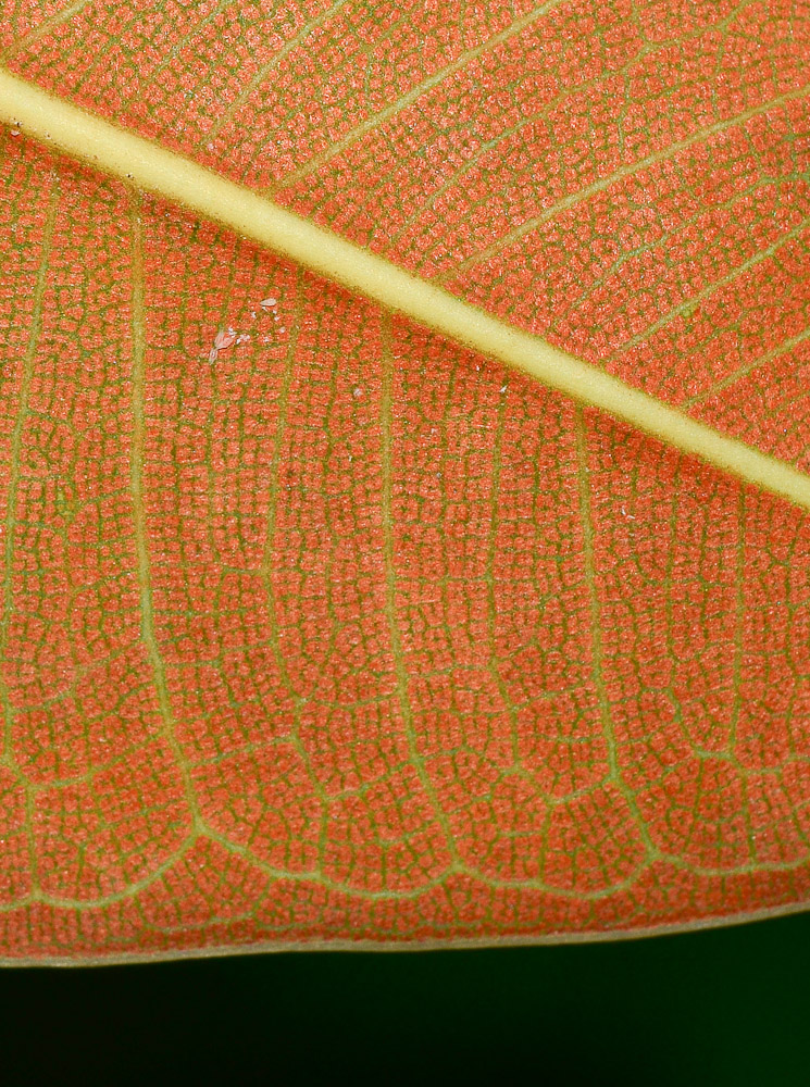 Image of Ficus rubiginosa specimen.