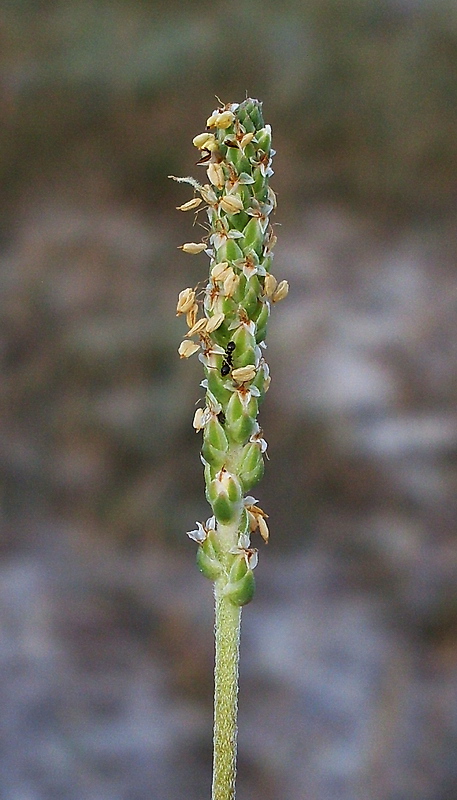 Изображение особи Plantago salsa.