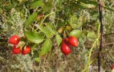 Rosa &times; malmundariensis