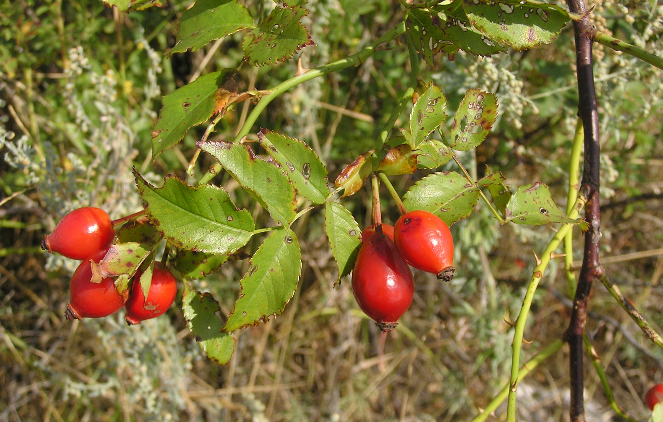 Изображение особи Rosa lupulina.