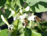 Vicia faba. Цветки с фуражирующими медоносными пчёлами (Apis mellifera L.). 21.06.2008.