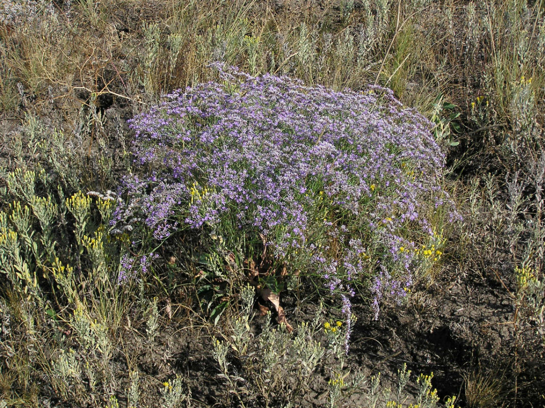 Изображение особи Limonium sareptanum.